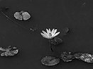 Lotus pond on the way around Arunachala mountain 2015
